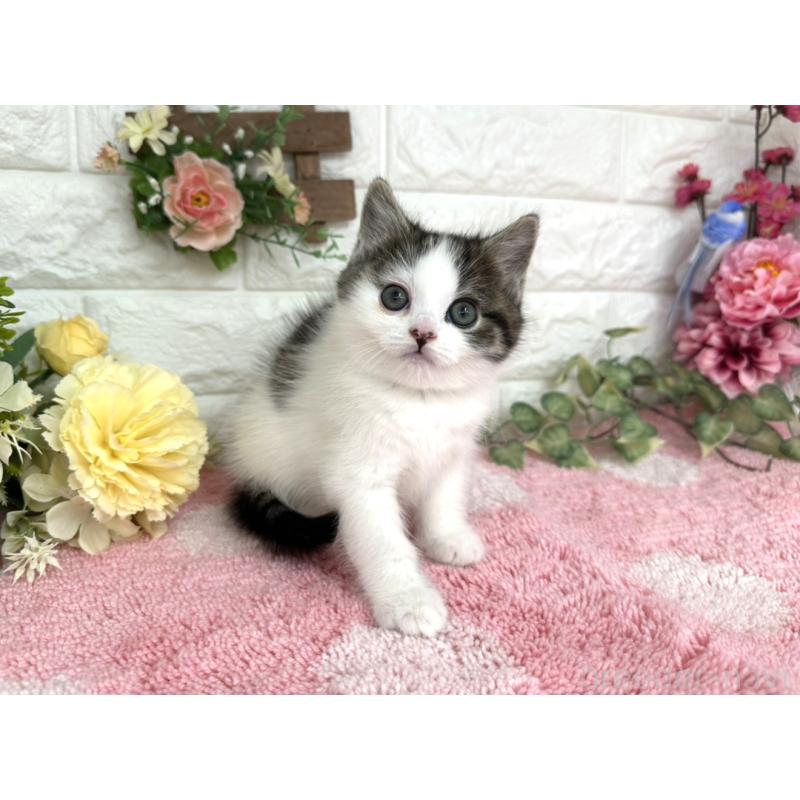 販売中の埼玉県のマンチカン-136957の5枚目