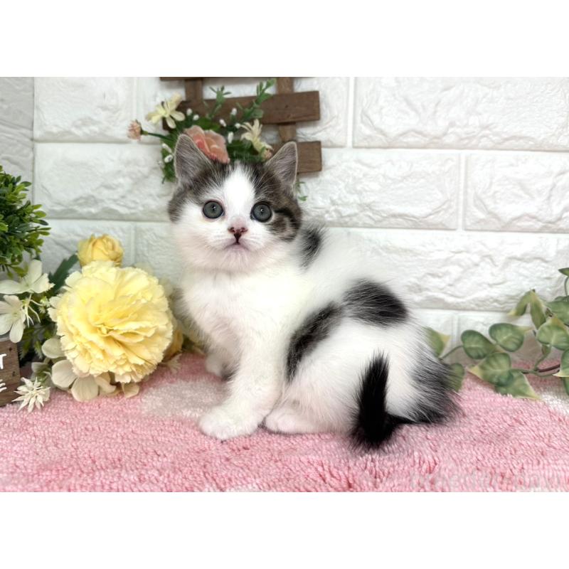 販売中の埼玉県のマンチカン-136957の4枚目