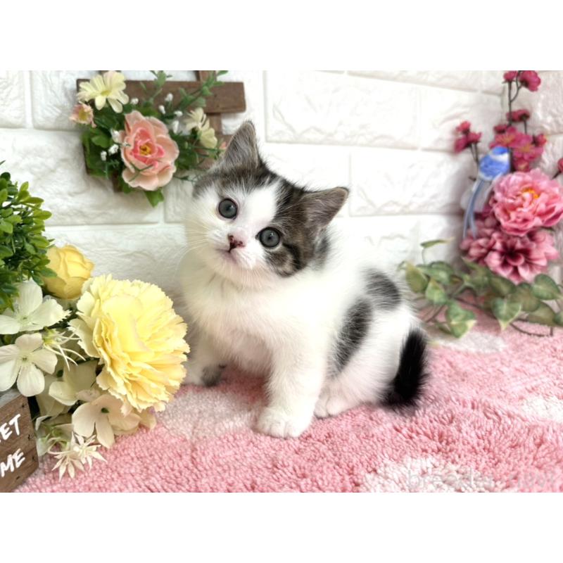 販売中の埼玉県のマンチカン-136957の3枚目