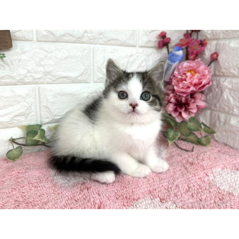 販売中の埼玉県のマンチカン-136957の2枚目