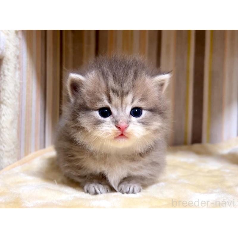 販売中の千葉県のマンチカン(短足)-136958の6枚目