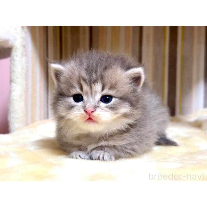 販売中の千葉県のマンチカン(短足)-136958の5枚目