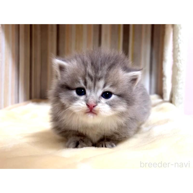 販売中の千葉県のマンチカン(短足)-136958の4枚目