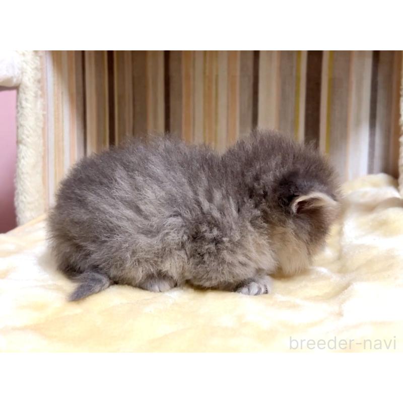 販売中の千葉県のマンチカン(短足)-136958の3枚目