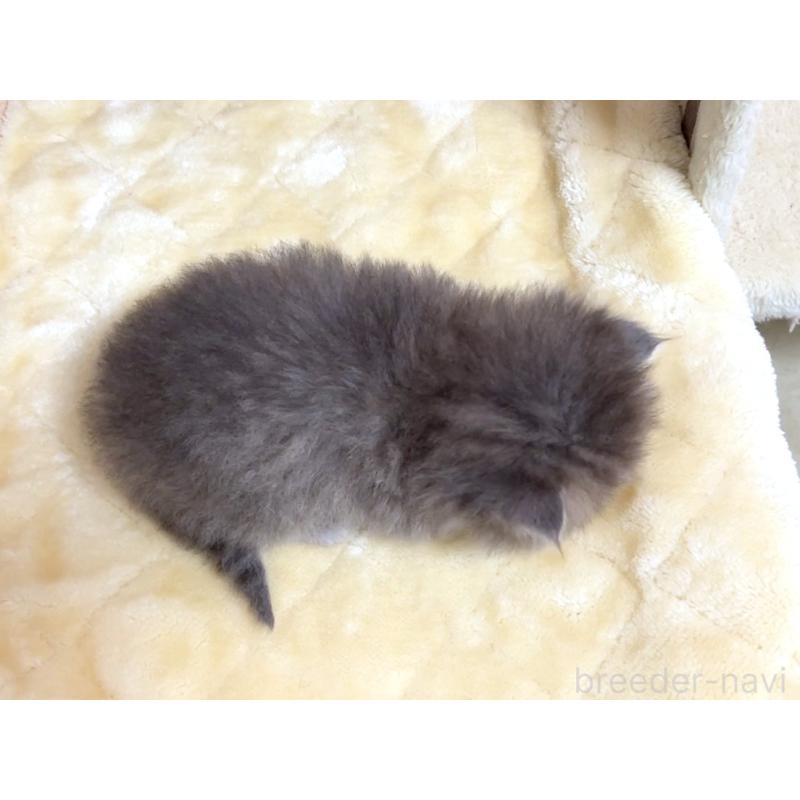 販売中の千葉県のマンチカン(短足)-136958の2枚目