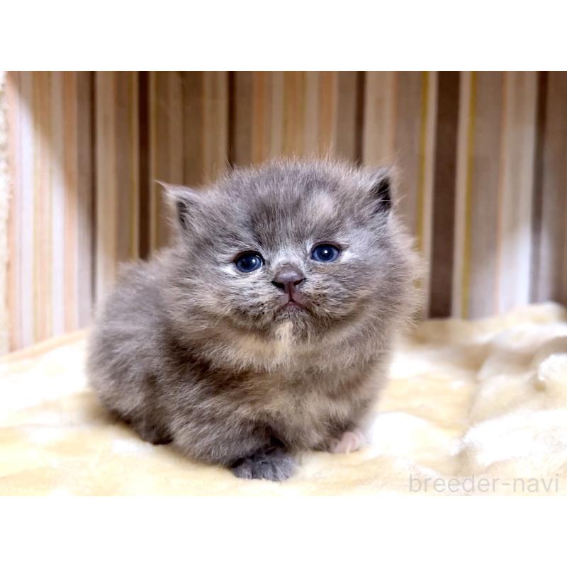 販売中の千葉県のマンチカン(短足)-136959の4枚目