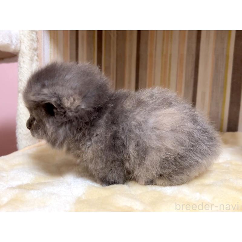 販売中の千葉県のマンチカン(短足)-136959の3枚目