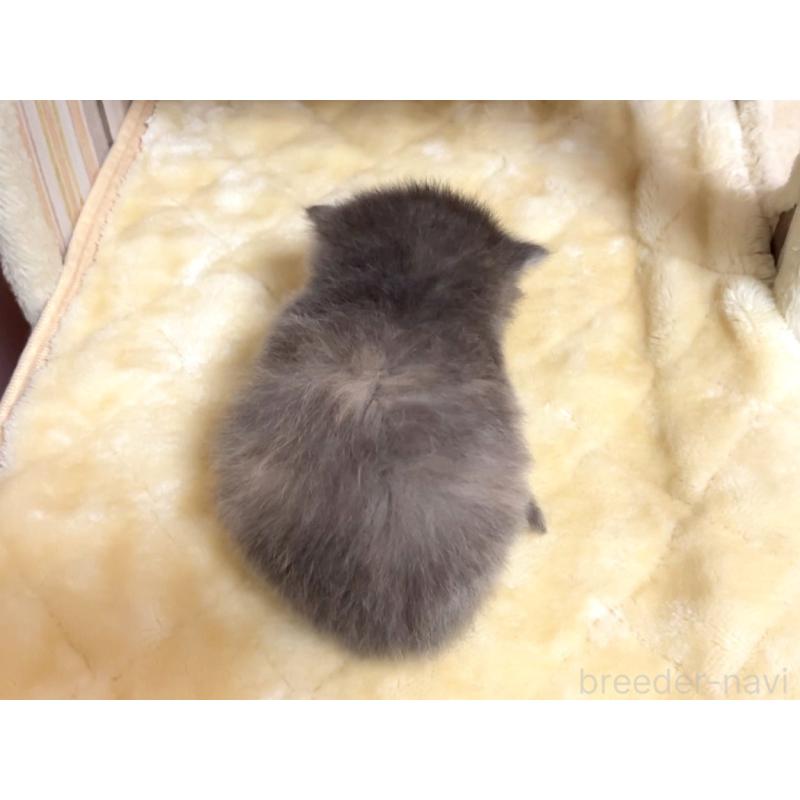 販売中の千葉県のマンチカン(短足)-136959の2枚目