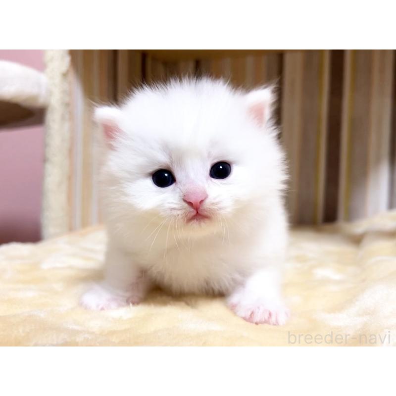 販売中の千葉県のマンチカン-136960の7枚目