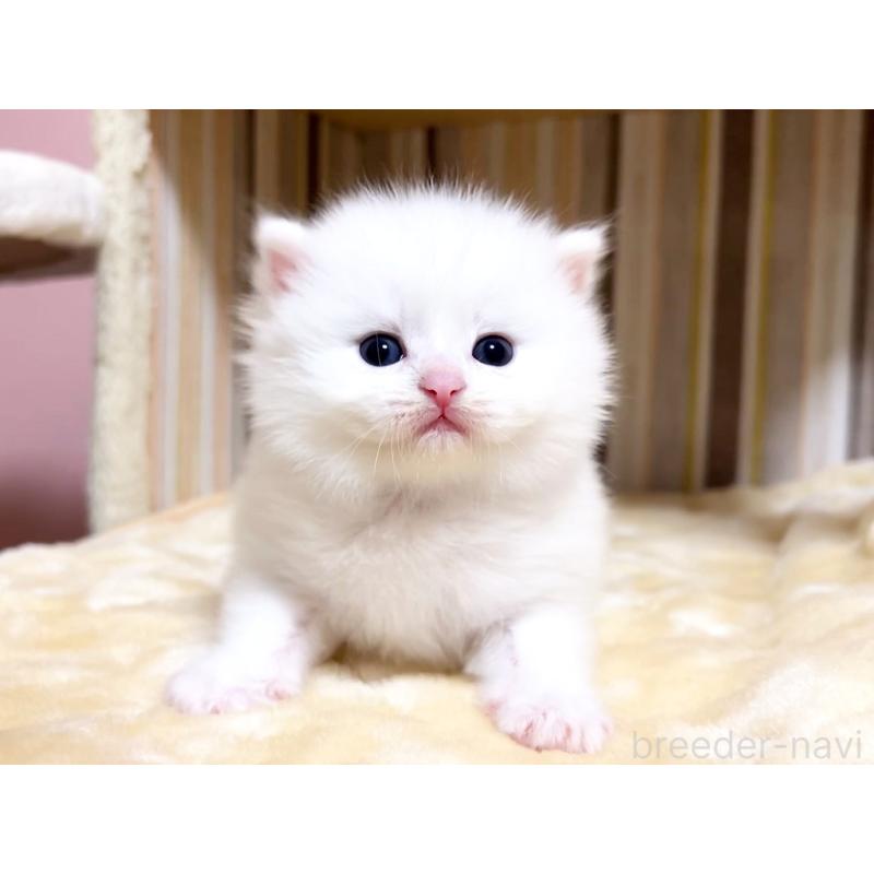 販売中の千葉県のマンチカン-136960の6枚目