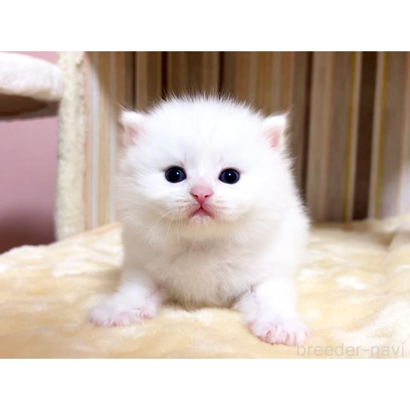 販売中の千葉県のマンチカン-136960の5枚目