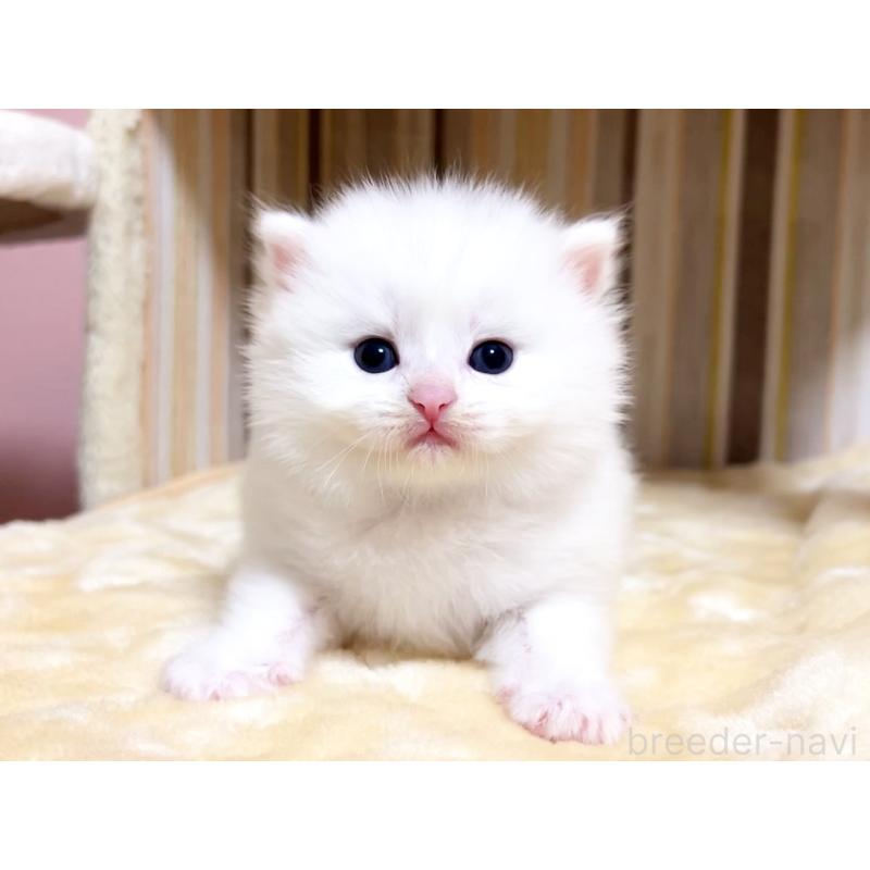 販売中の千葉県のマンチカン-136960の4枚目