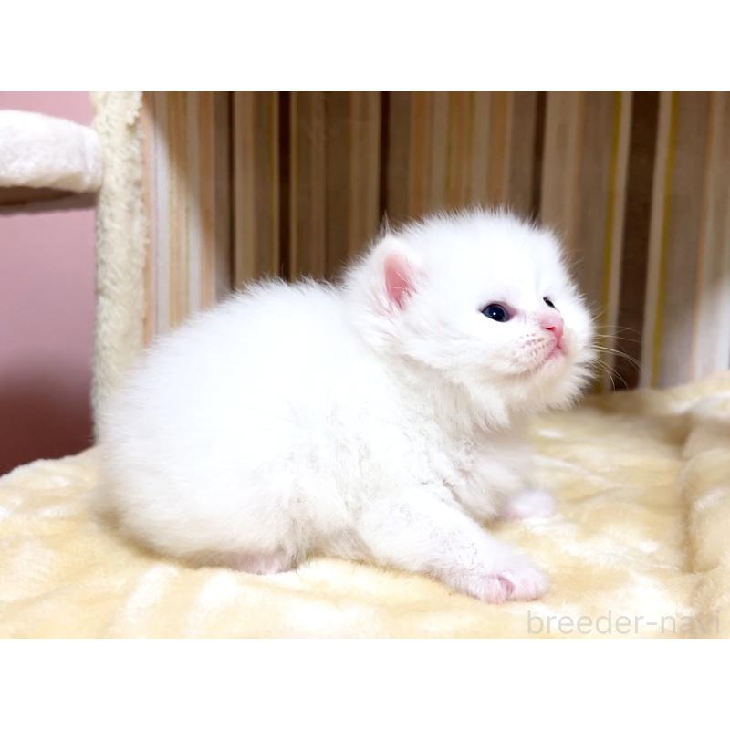 販売中の千葉県のマンチカン-136960の3枚目