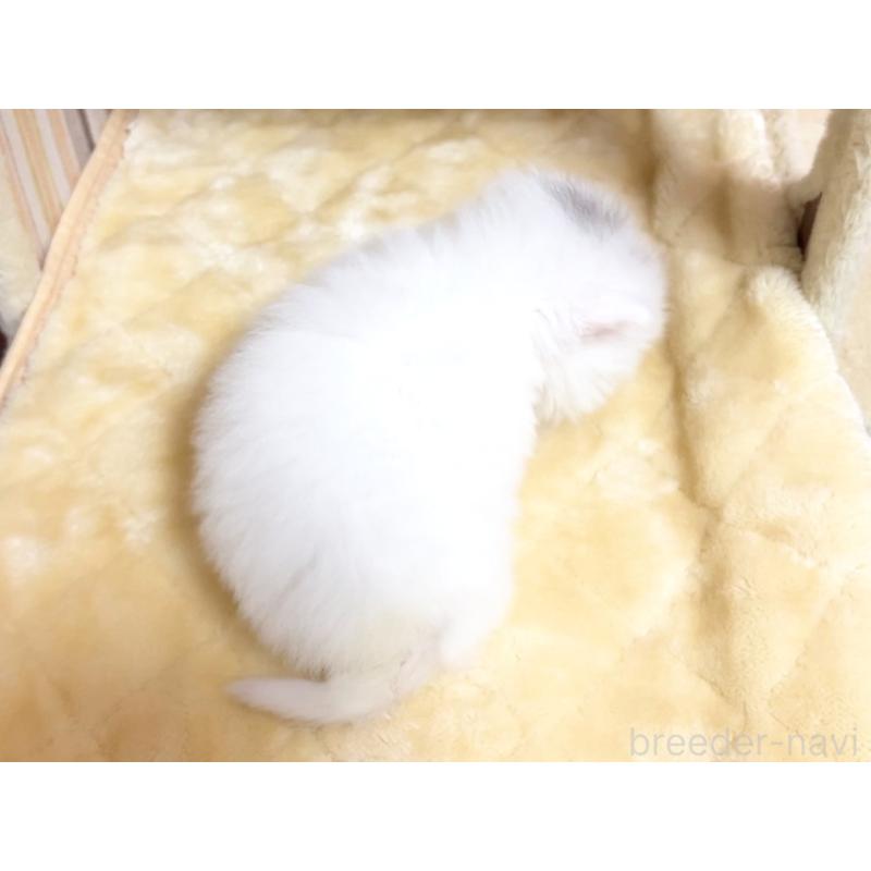 販売中の千葉県のマンチカン-136960の2枚目