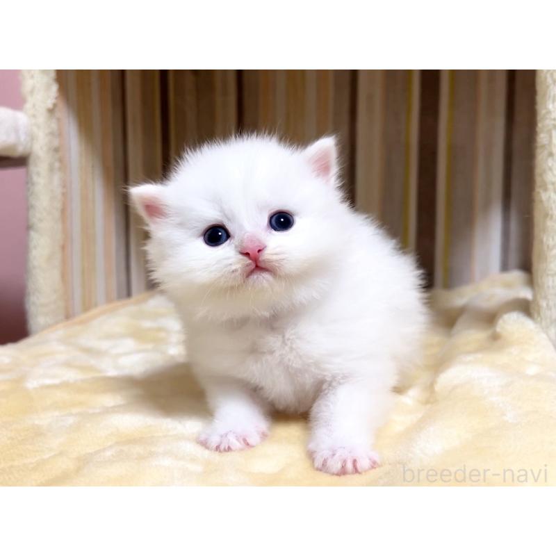 販売中の千葉県のマンチカン-136961の4枚目