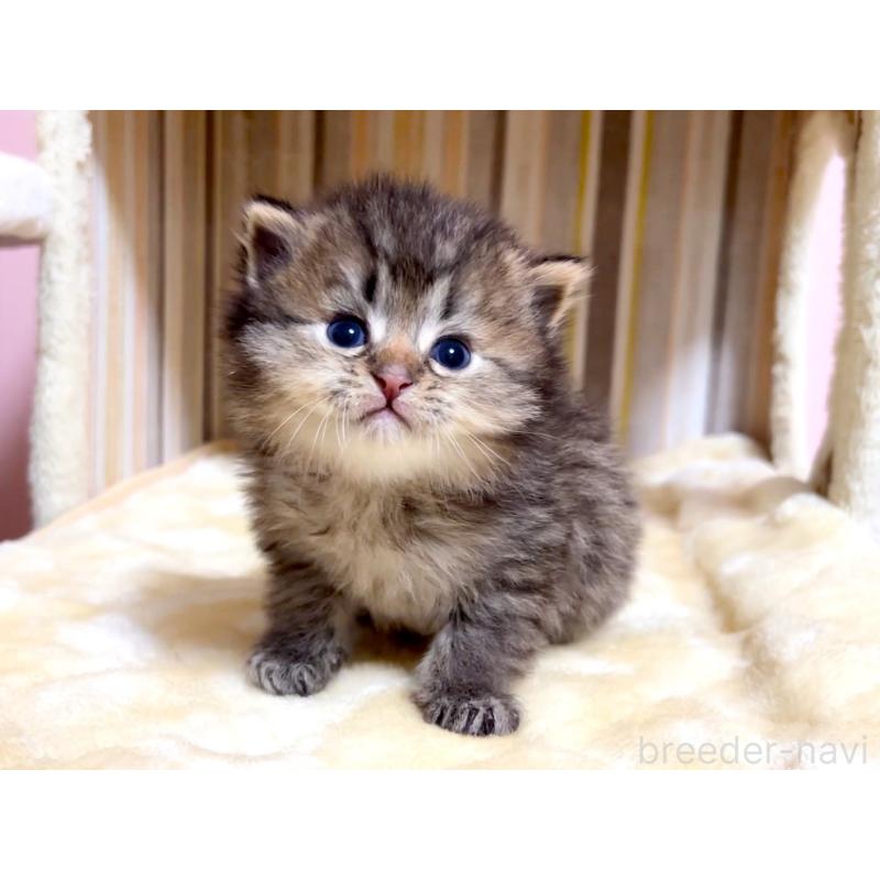 販売中の千葉県のマンチカン-136962の5枚目