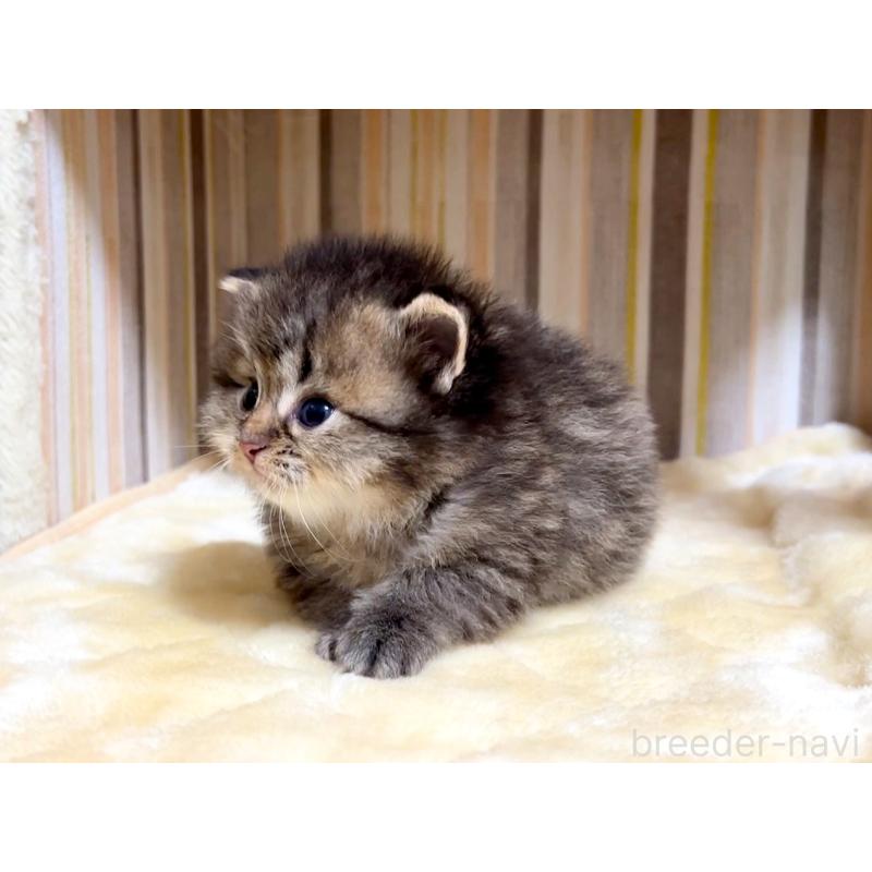 販売中の千葉県のマンチカン-136962の4枚目