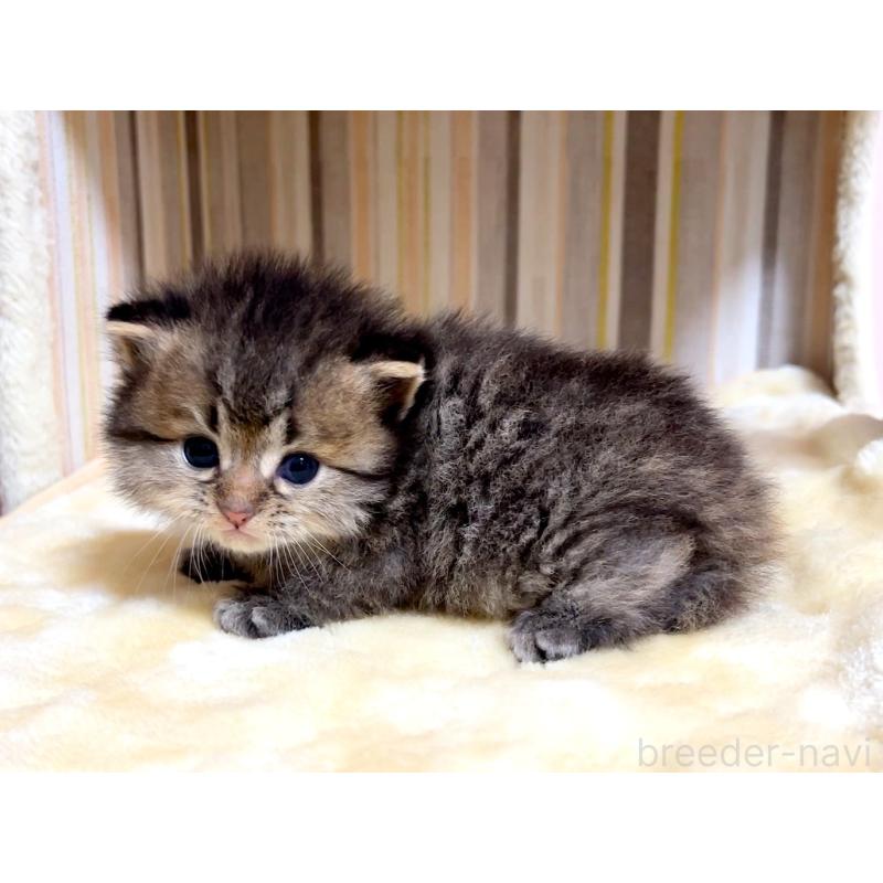 販売中の千葉県のマンチカン-136962の3枚目