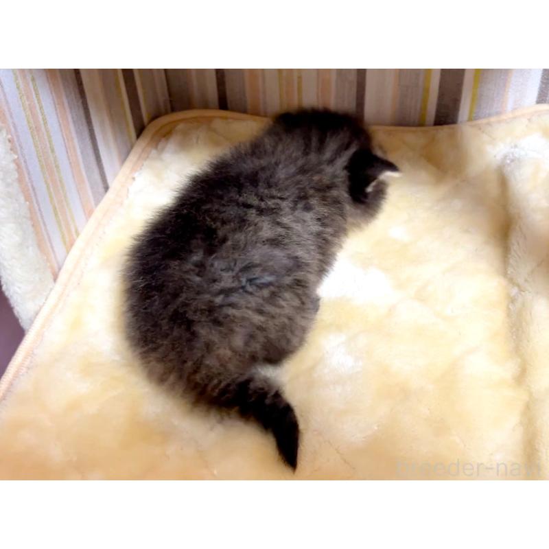 販売中の千葉県のマンチカン-136962の2枚目