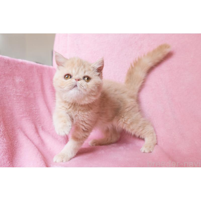 販売中の神奈川県のエキゾチックショートヘア-132295の15枚目