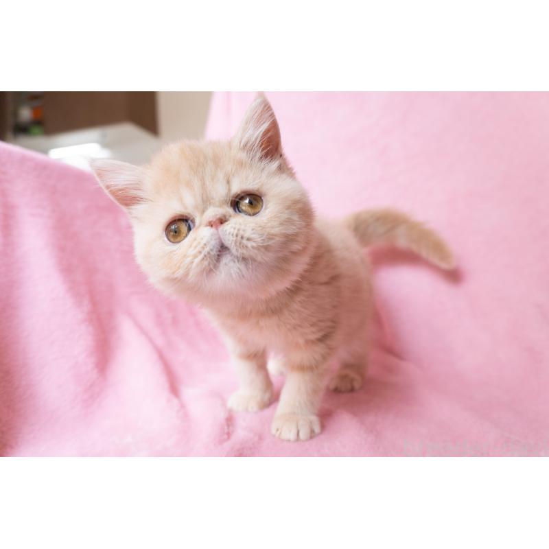 販売中の神奈川県のエキゾチックショートヘア-132295の13枚目