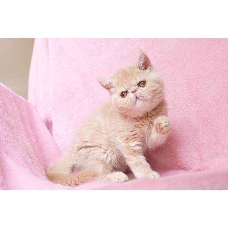 販売中の神奈川県のエキゾチックショートヘア-132295の12枚目