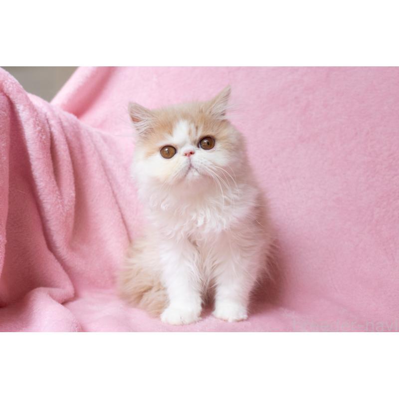 販売中の神奈川県のエキゾチックロングヘア-132299の13枚目