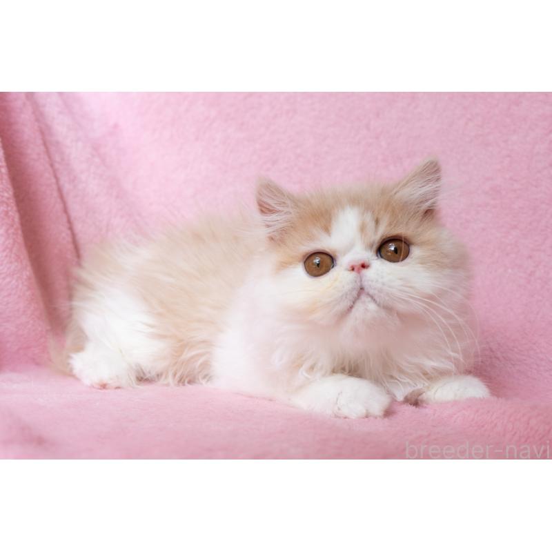 販売中の神奈川県のエキゾチックロングヘア-132299の12枚目