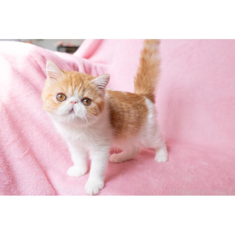 販売中の神奈川県のエキゾチックショートヘア-132300の15枚目