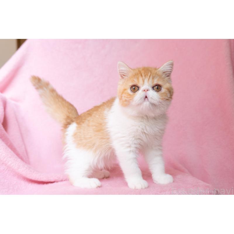 販売中の神奈川県のエキゾチックショートヘア-132300の13枚目