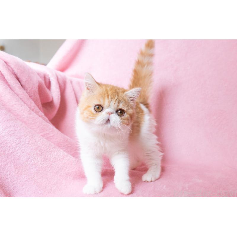 販売中の神奈川県のエキゾチックショートヘア-132300の12枚目