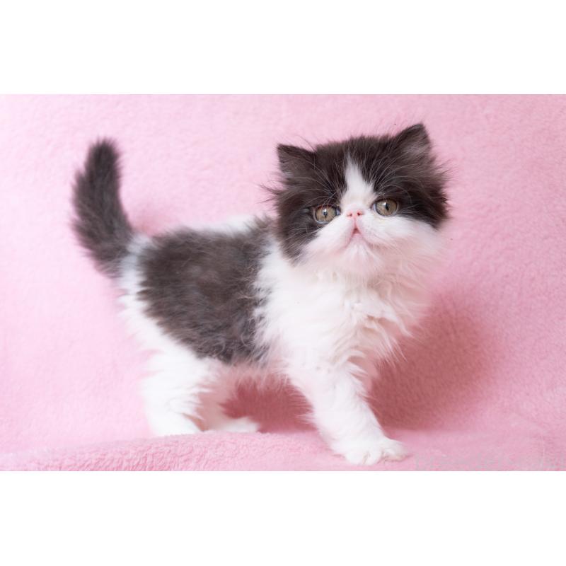 成約済の神奈川県のエキゾチックロングヘア-136091の10枚目