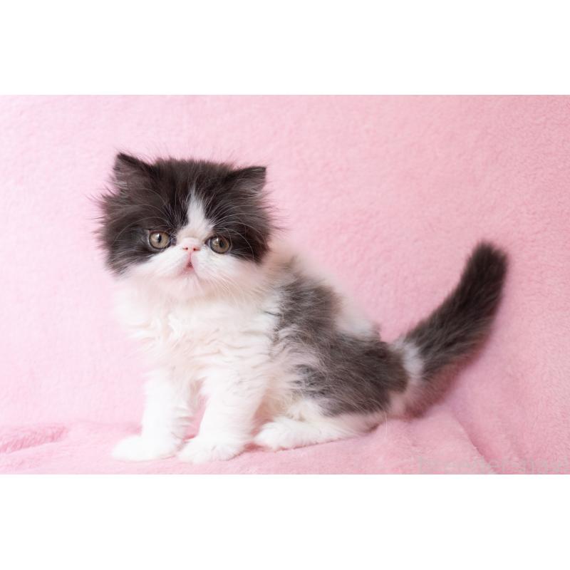 成約済の神奈川県のエキゾチックロングヘア-136091の9枚目