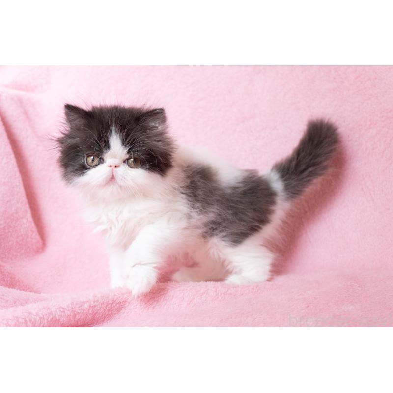 成約済の神奈川県のエキゾチックロングヘア-136091の8枚目