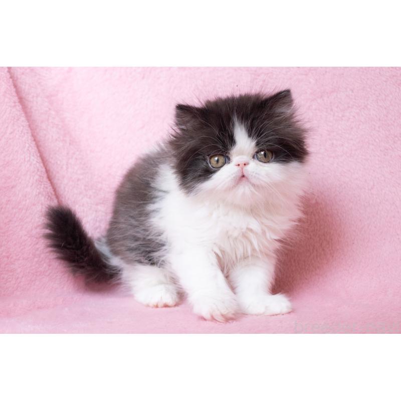 成約済の神奈川県のエキゾチックロングヘア-136091の7枚目