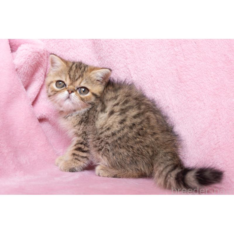 成約済の神奈川県のエキゾチックショートヘア-136092の20枚目