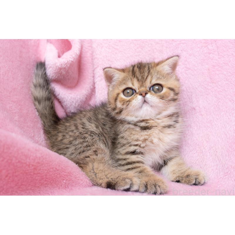 成約済の神奈川県のエキゾチックショートヘア-136092の18枚目