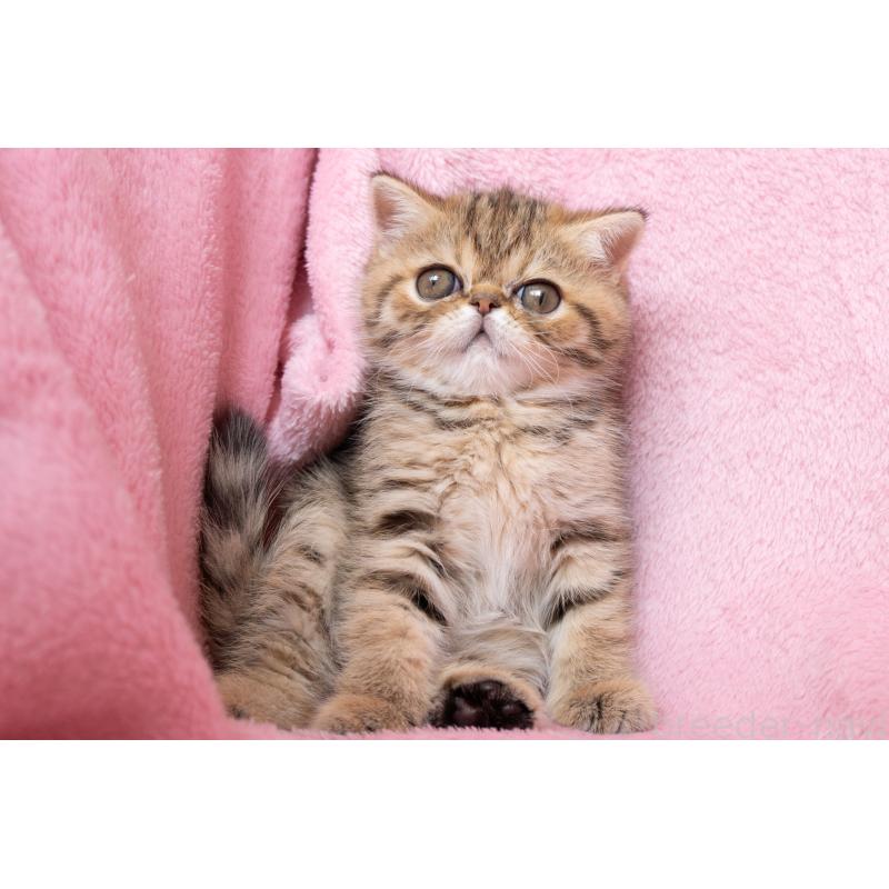 成約済の神奈川県のエキゾチックショートヘア-136092の17枚目