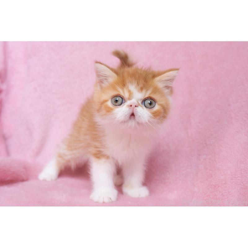 販売中の神奈川県のエキゾチックショートヘア-136580の30枚目