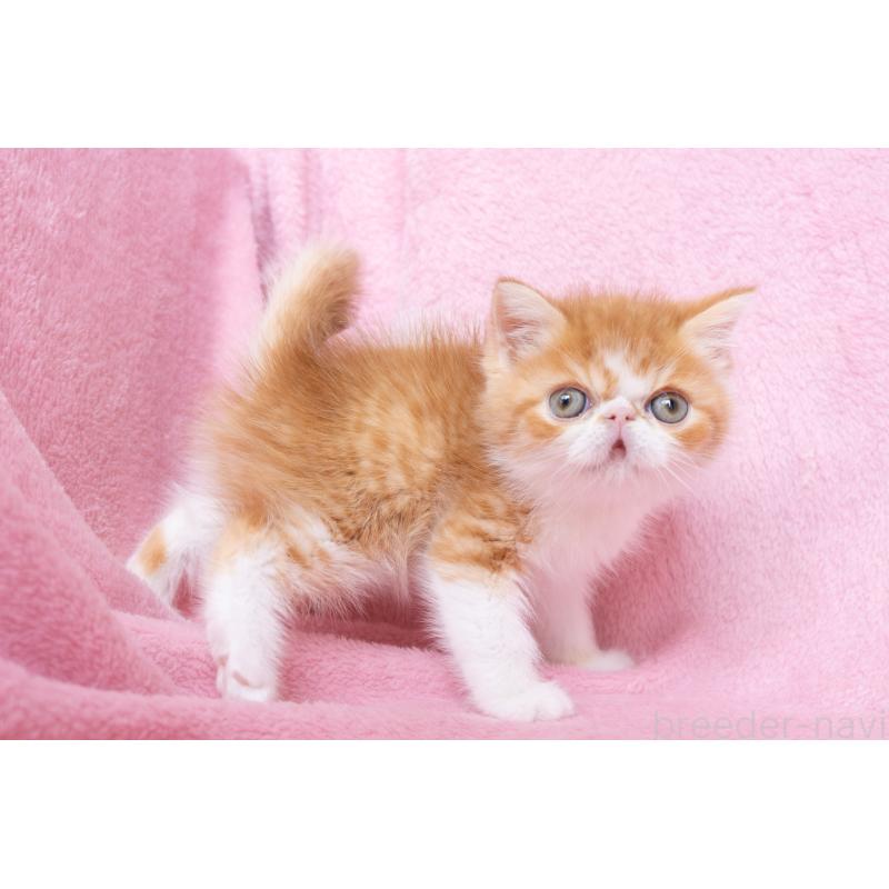 販売中の神奈川県のエキゾチックショートヘア-136580の29枚目