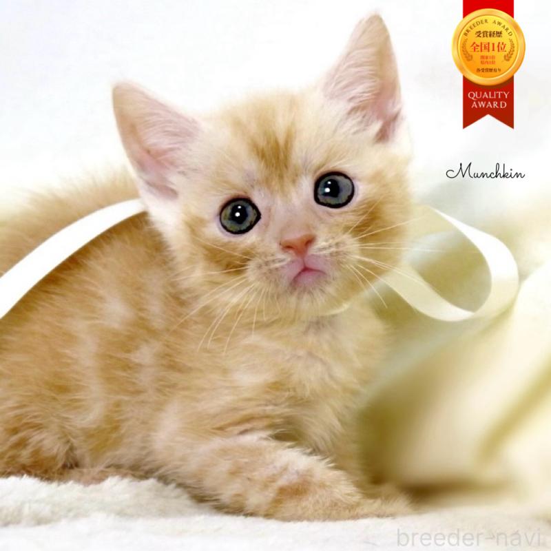 販売中の栃木県のマンチカン-136963