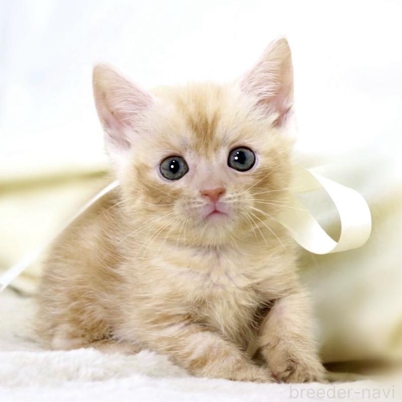 販売中の栃木県のマンチカン-136963の10枚目