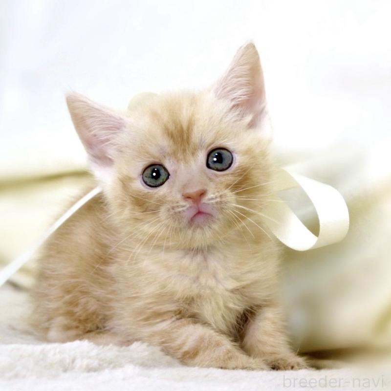 販売中の栃木県のマンチカン-136963の7枚目