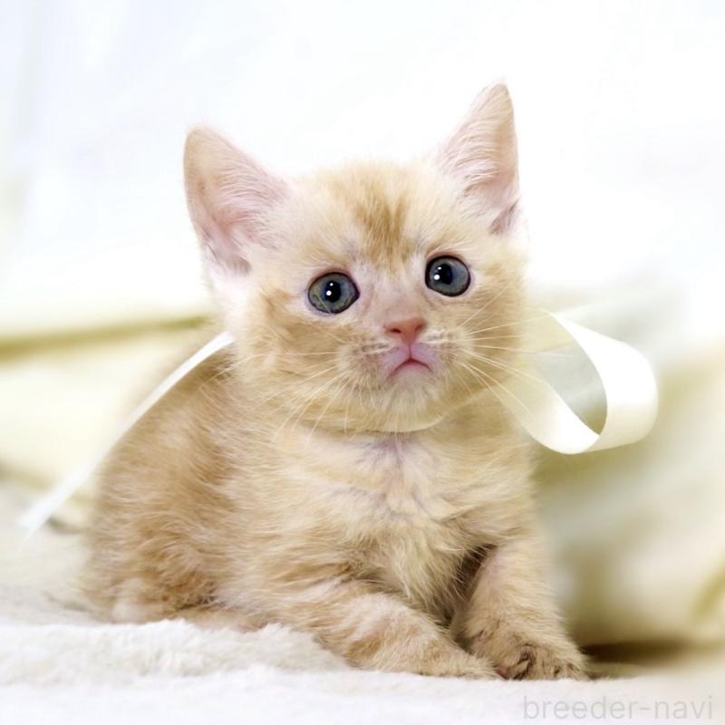 販売中の栃木県のマンチカン-136963の6枚目