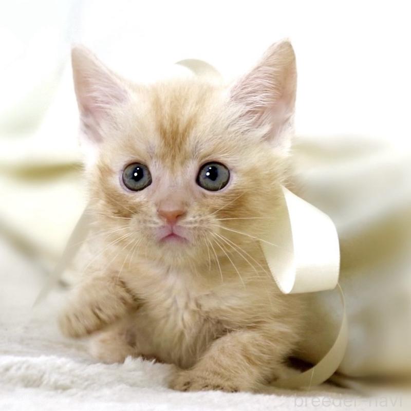 販売中の栃木県のマンチカン-136963の5枚目