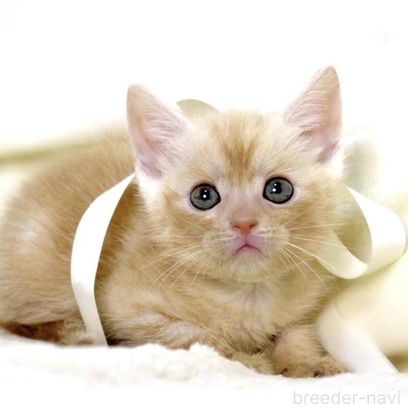 販売中の栃木県のマンチカン-136963の4枚目