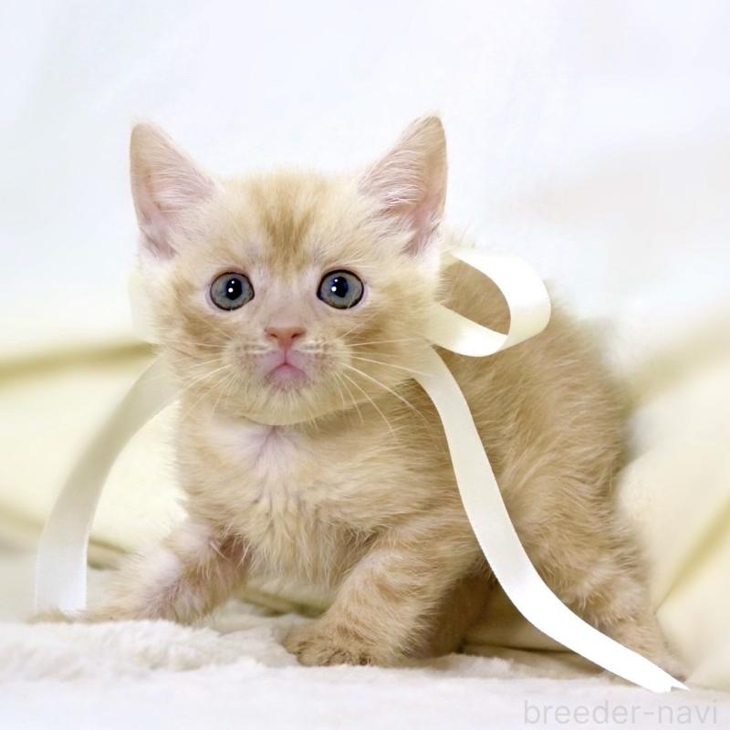 販売中の栃木県のマンチカン-136963の3枚目