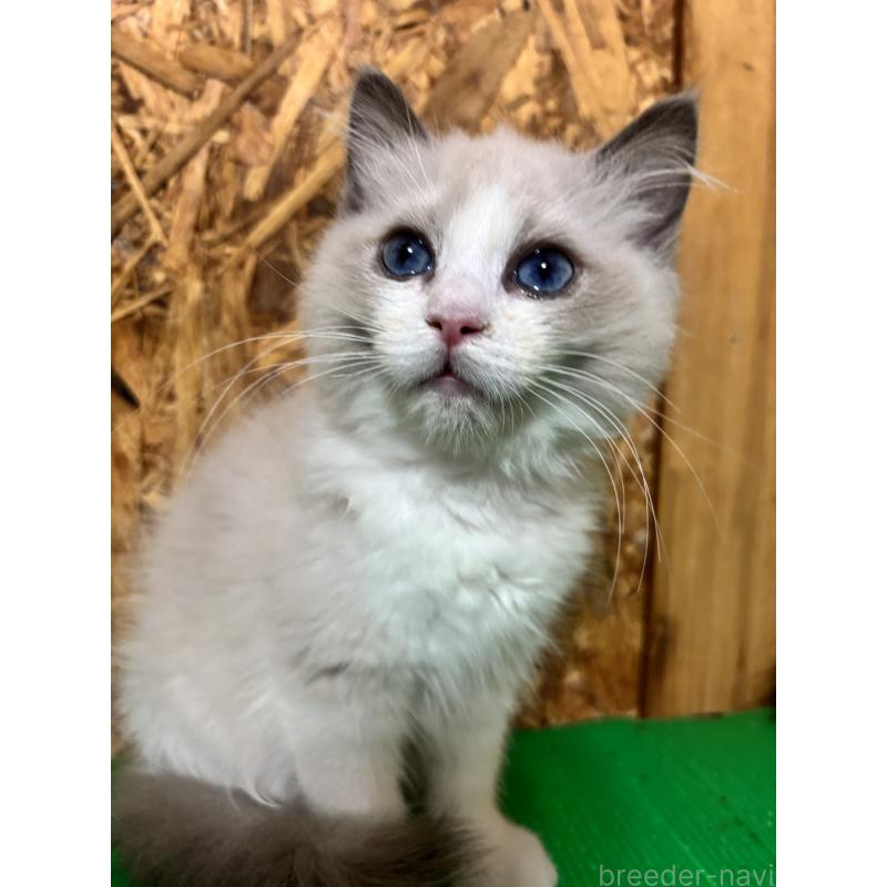 販売中の兵庫県のラグドール-136964の3枚目