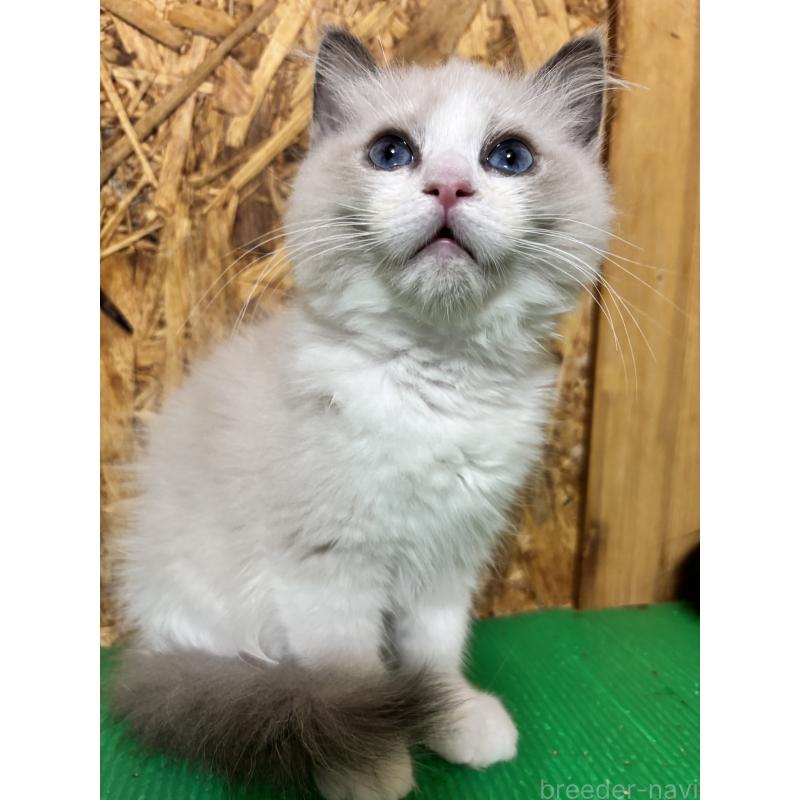 販売中の兵庫県のラグドール-136964の2枚目