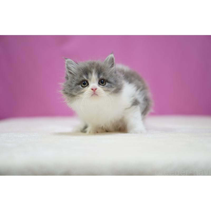 成約済の埼玉県のスコティッシュストレート-136065の7枚目